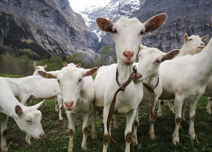 Appartement Gornerhaus *